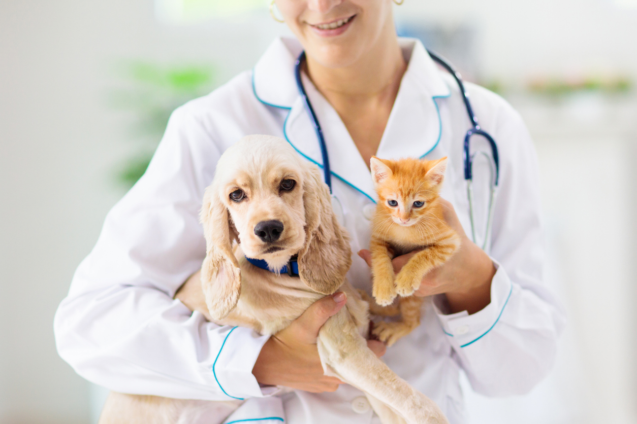 Vet with dog and cat. Puppy and kitten at doctor.